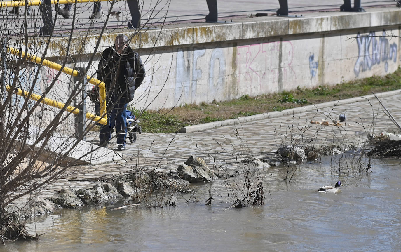 Río Esgueva a la altura del Paseo de Juan Carlos I.