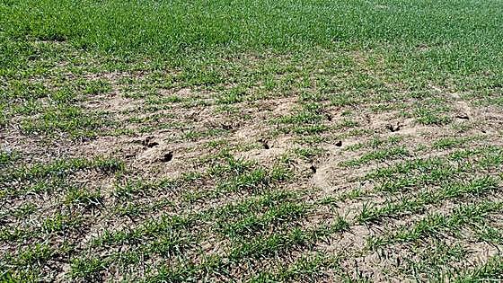Agricultores alertan de un repunte de topillos en zonas de Palencia y Valladolid
