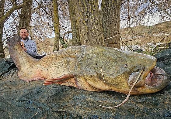 Luis Miguel González posa con el siluro de 85 kilos, que capturó en el Ebro y después devolvió al agua.