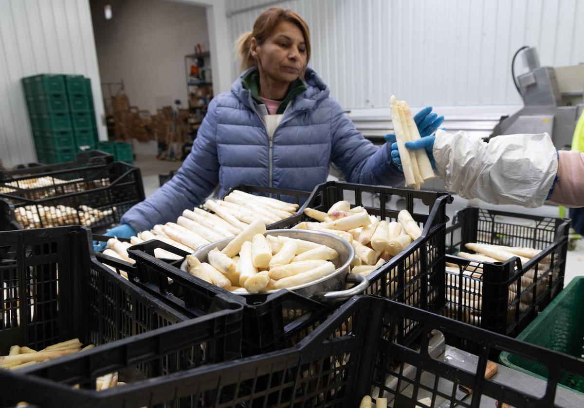 Trabajo en el proceso de comercialización del espárrago de Tudela