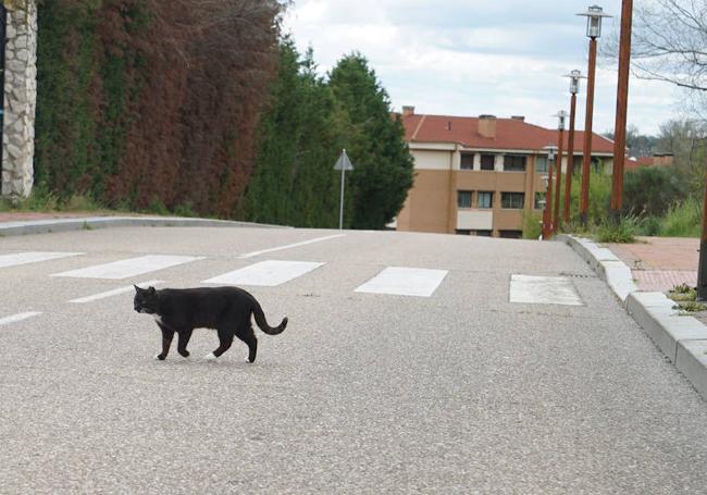 Un gato cruza la calle Orellana de Arroyo.