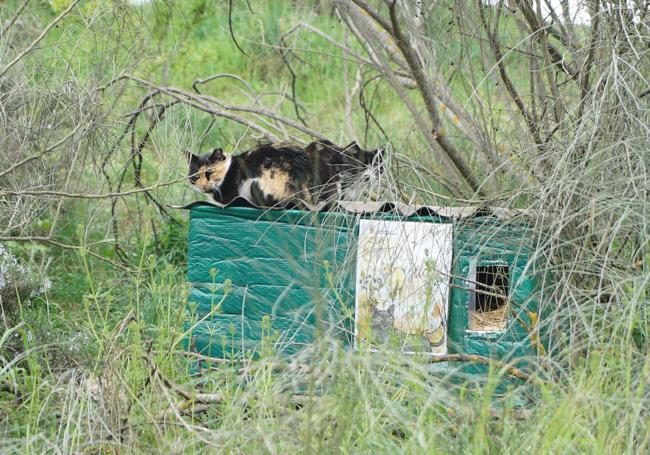 Un gato descansa en la colonia del cerro del Cotarro de la Horca.