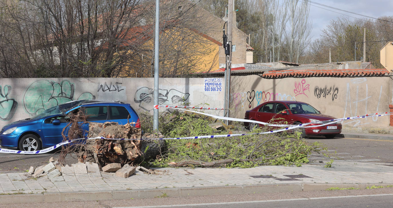 Palencia sufre los efectos del fuerte viento