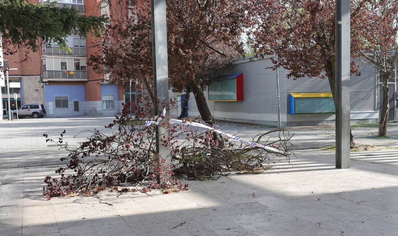 Palencia sufre los efectos del fuerte viento