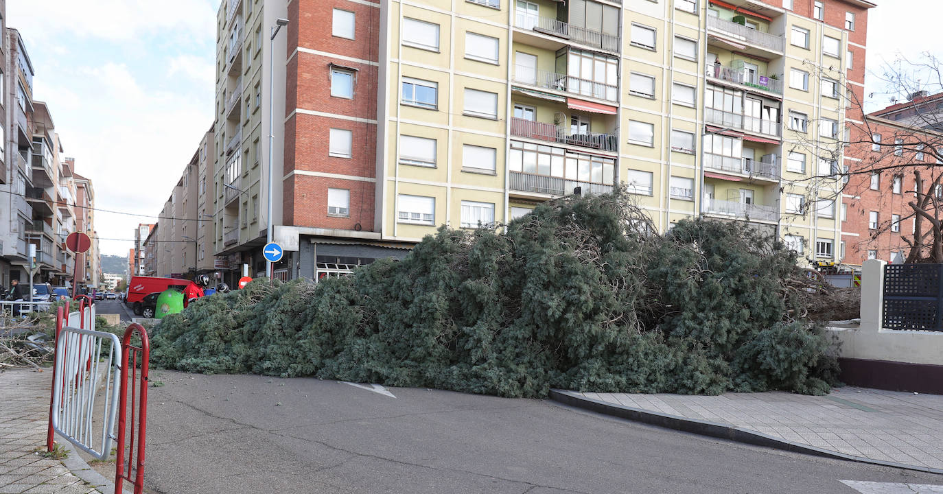 Palencia sufre los efectos del fuerte viento