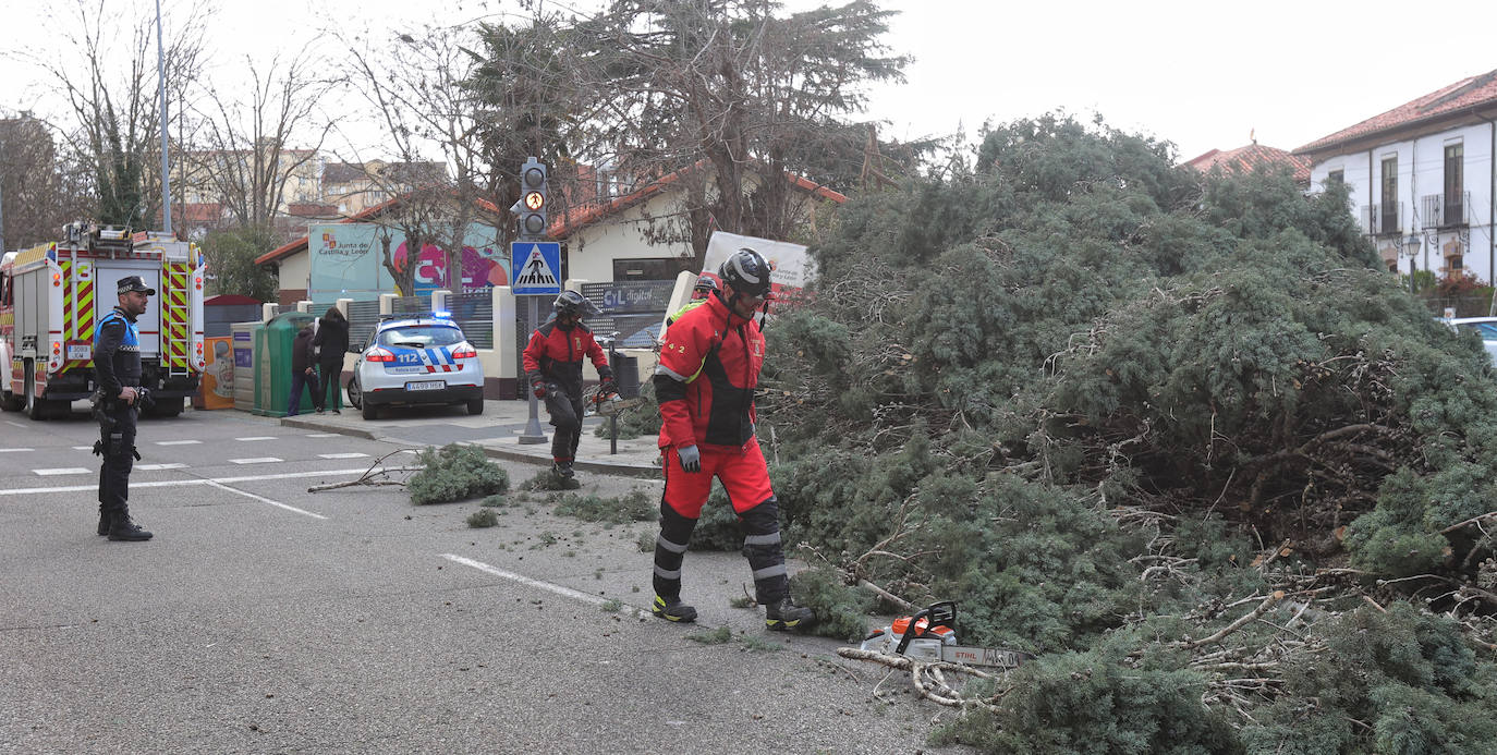 Palencia sufre los efectos del fuerte viento