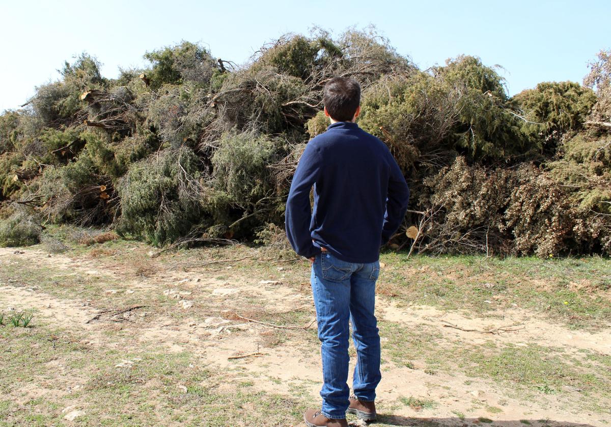 Un hombre observa ejemplares arbóreos talados a escasos metros del acceso a la ermita de San Frutos.