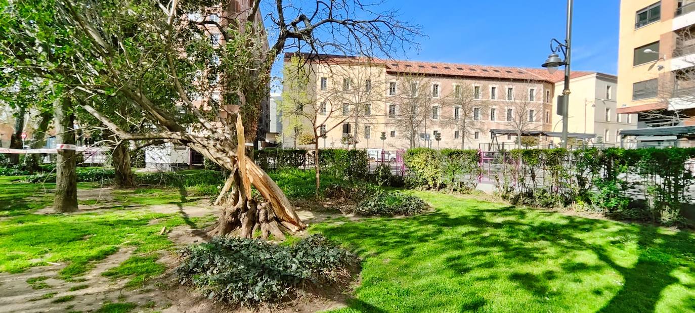 Un árbol caído en Poniente.