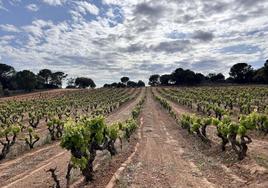 Viñedos en la Ribera del Duero.