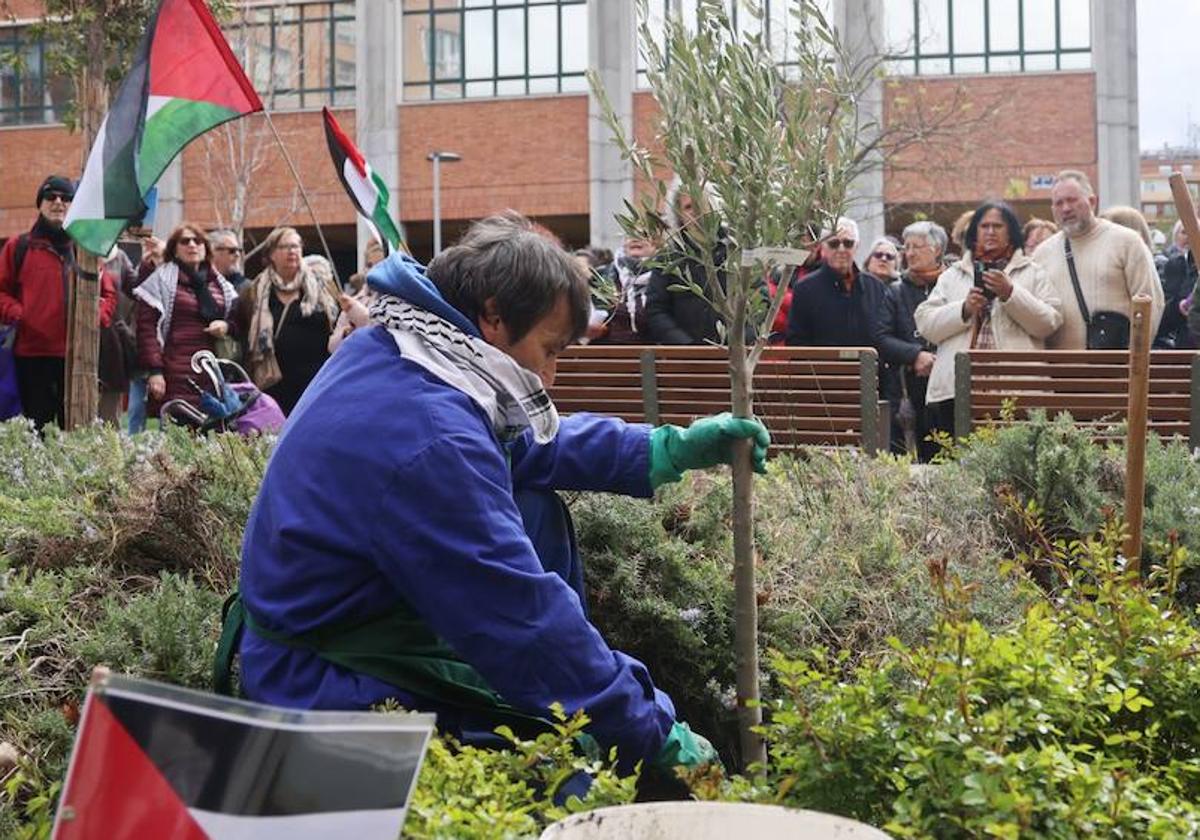 Plantan un olivo en Valladolid como muestra de apoyo al pueblo palestino