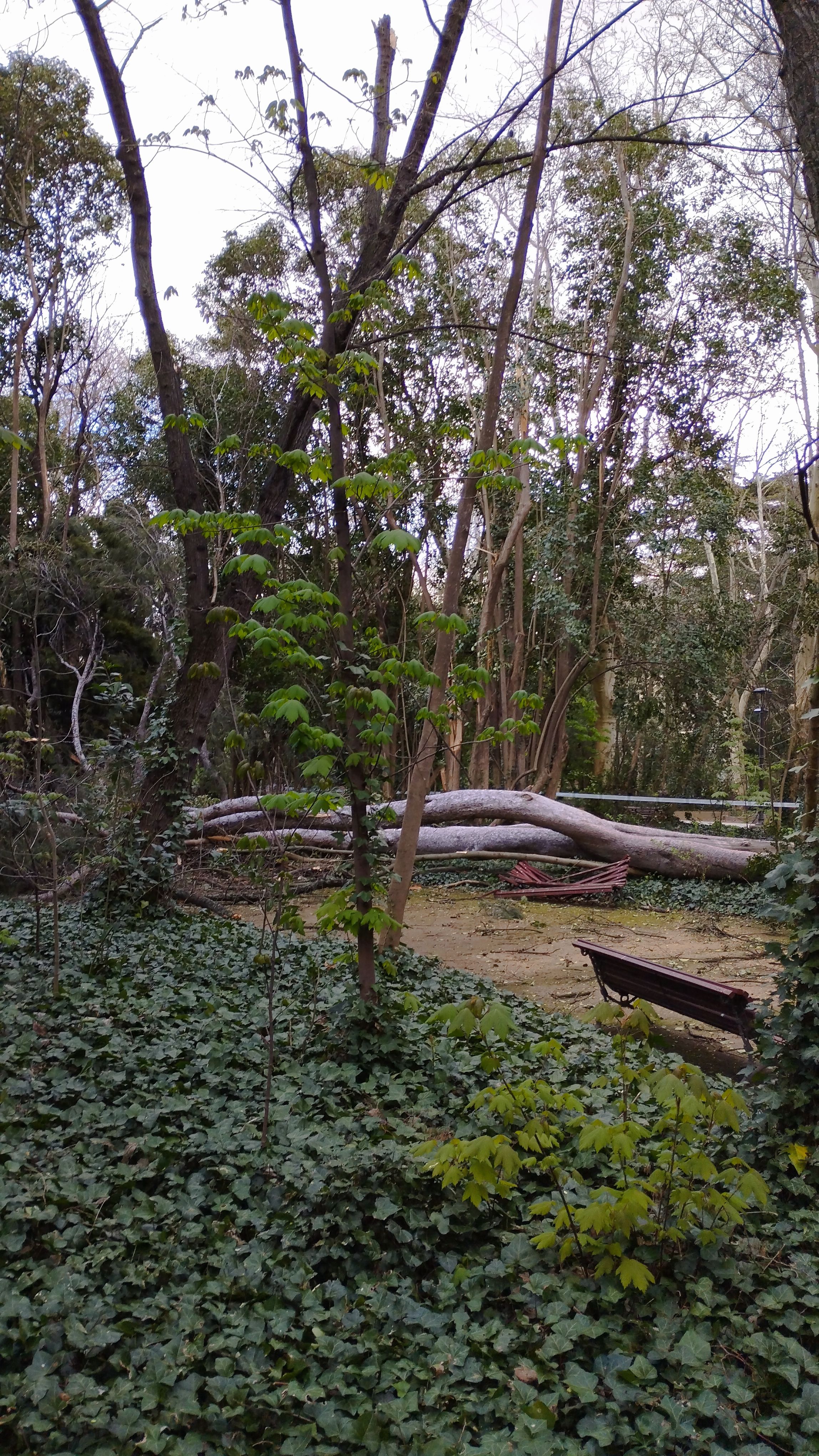 Las imágenes de la caída del árbol de más de diez metros en Campo Grande