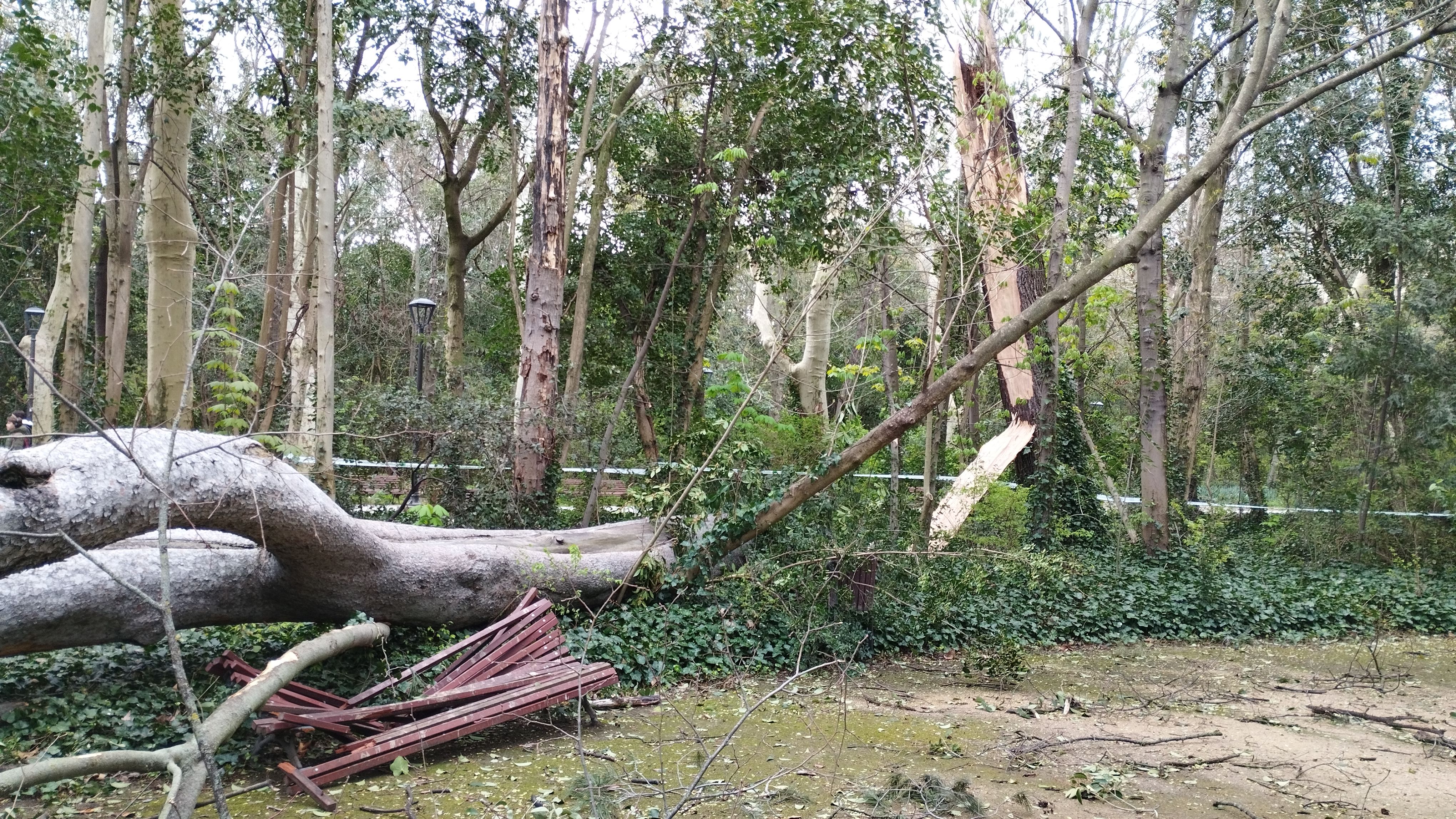 Las imágenes de la caída del árbol de más de diez metros en Campo Grande