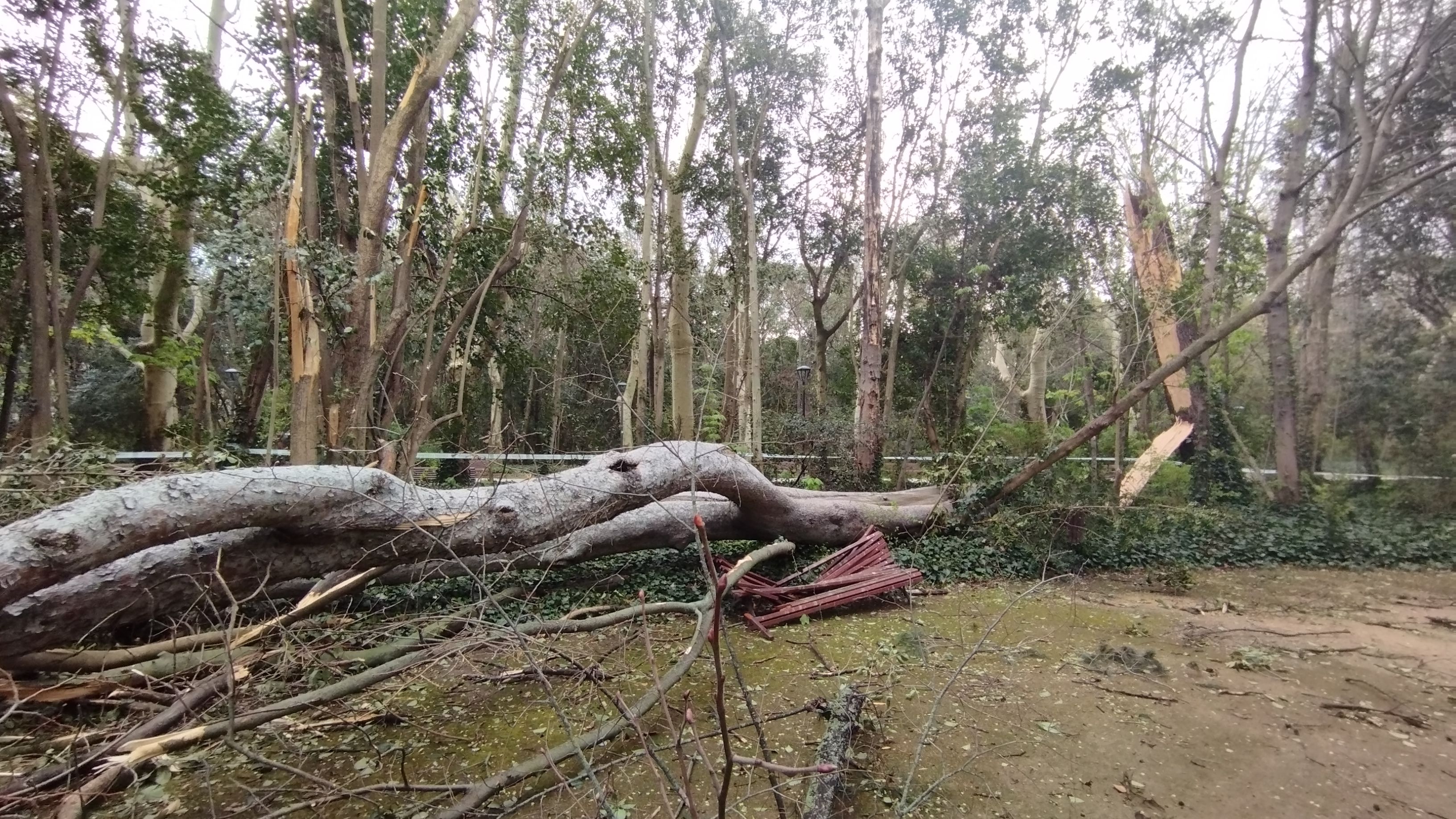 Las imágenes de la caída del árbol de más de diez metros en Campo Grande