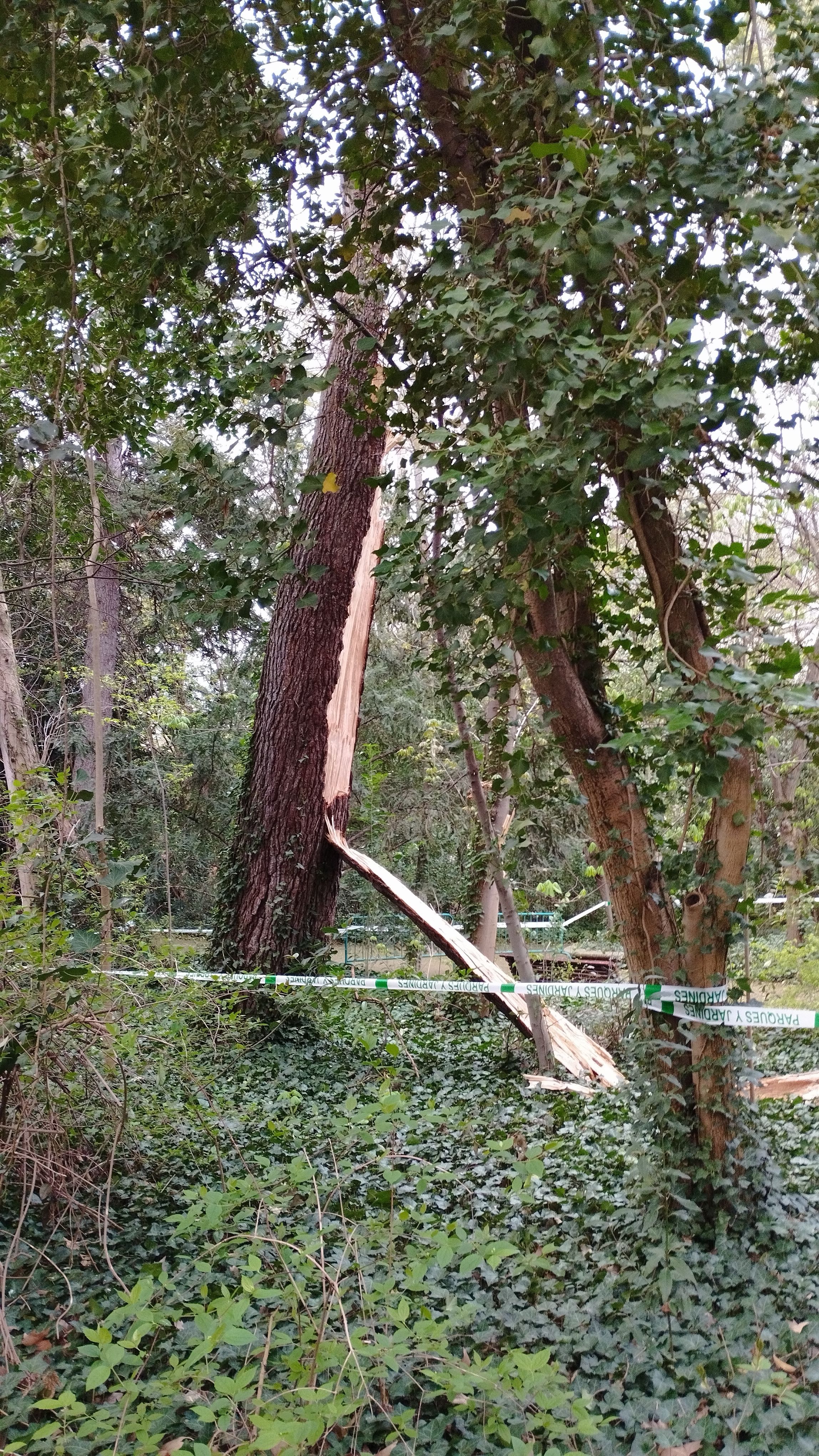 Las imágenes de la caída del árbol de más de diez metros en Campo Grande