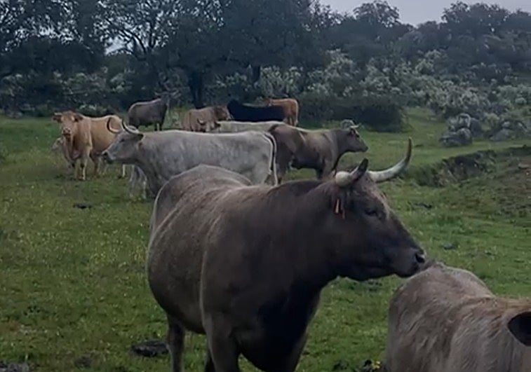 Las vacas de la ganadería de Ángel Calderero pastando en Aldea del Obispo, Salamanca.