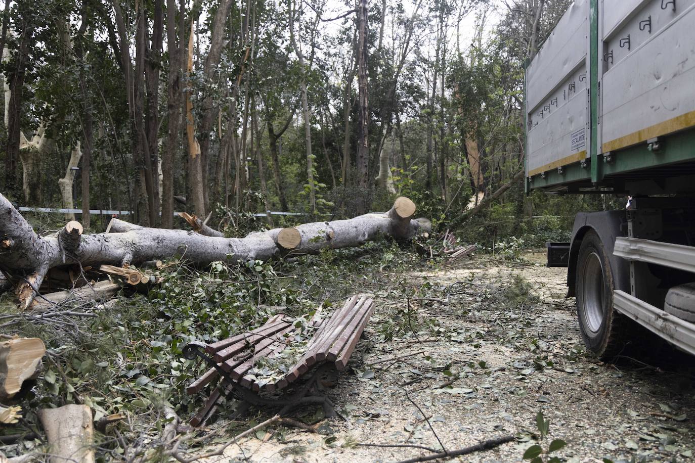 Las imágenes de la retirada de los árboles derribados por el viento en Campo Grande