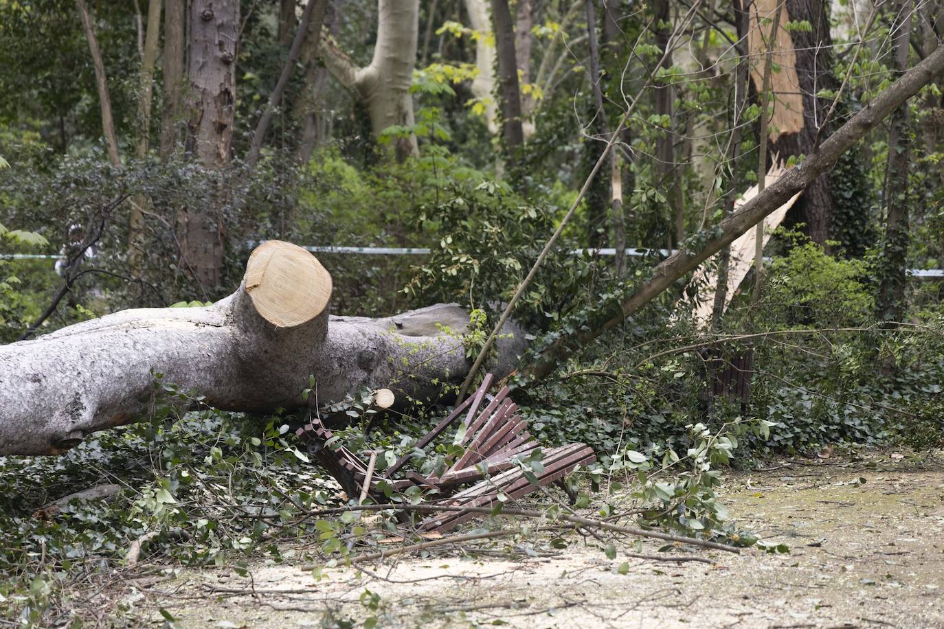 Las imágenes de la retirada de los árboles derribados por el viento en Campo Grande