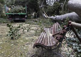 Un árbol derrumbado junto a un banco en el Campo Grande