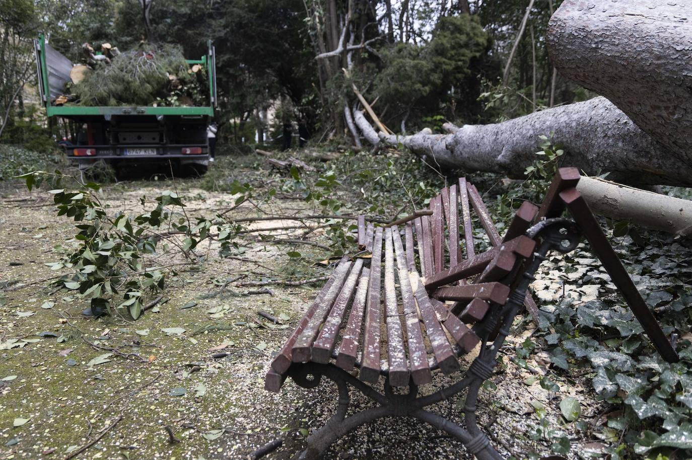 Las imágenes de la retirada de los árboles derribados por el viento en Campo Grande