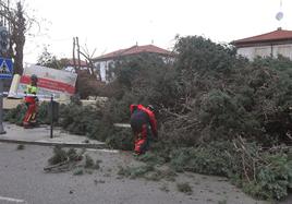 Árbol de grandes dimensiones derribado por el viento hace unos días en Palencia.