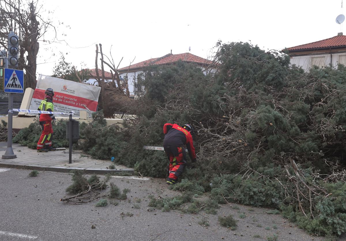 Árbol de grandes dimensiones derribado por el viento hace unos días en Palencia.