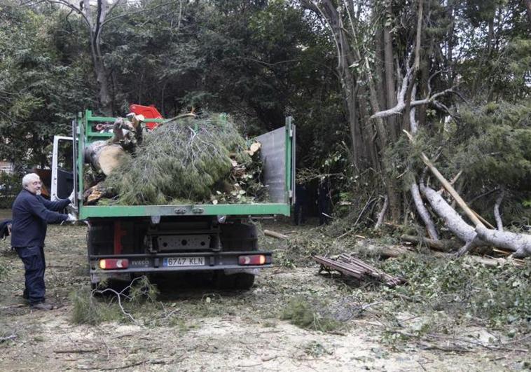 Trabajos de retirada del pino centenario caído por el viento en el Campo Grande.