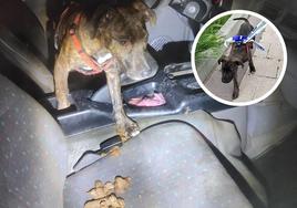 Condiciones en las que se encontraba el perro cuando fue rescatado. En el círculo, el animal es trasladado a una protectora por un policía municipal.