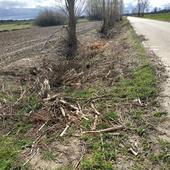 Ecologistas denuncia la «destrucción» de zonas de nidificación de aves en Tierra de Campos