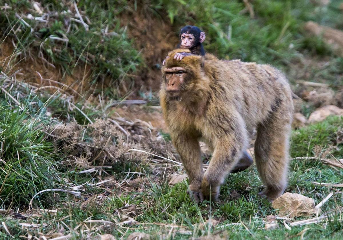 Ejemplar de macaco en libertad.