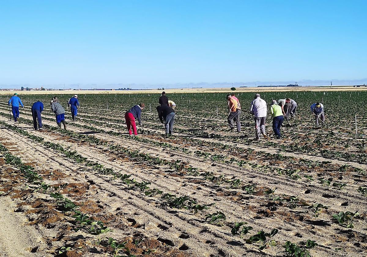 Trabajos en una parcela dedica al cultivo de la planta de fresa en Cabezas de Alambre, en Ávila.