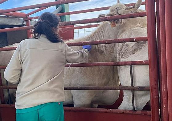 Una veterinaria realiza una prueba en una explotación salmantina.