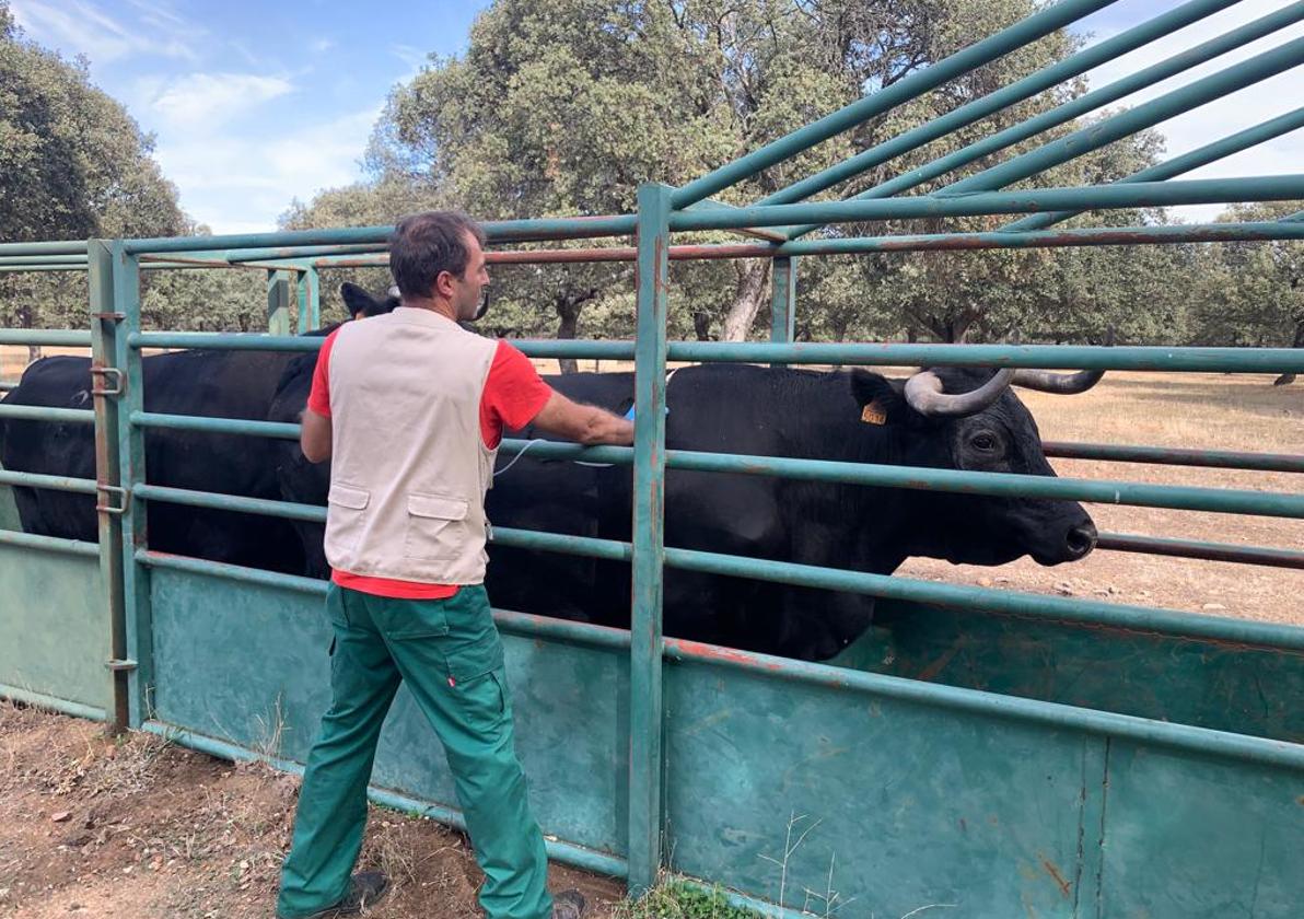 Un veterinario realiza una prueba en una explotación salmantina.