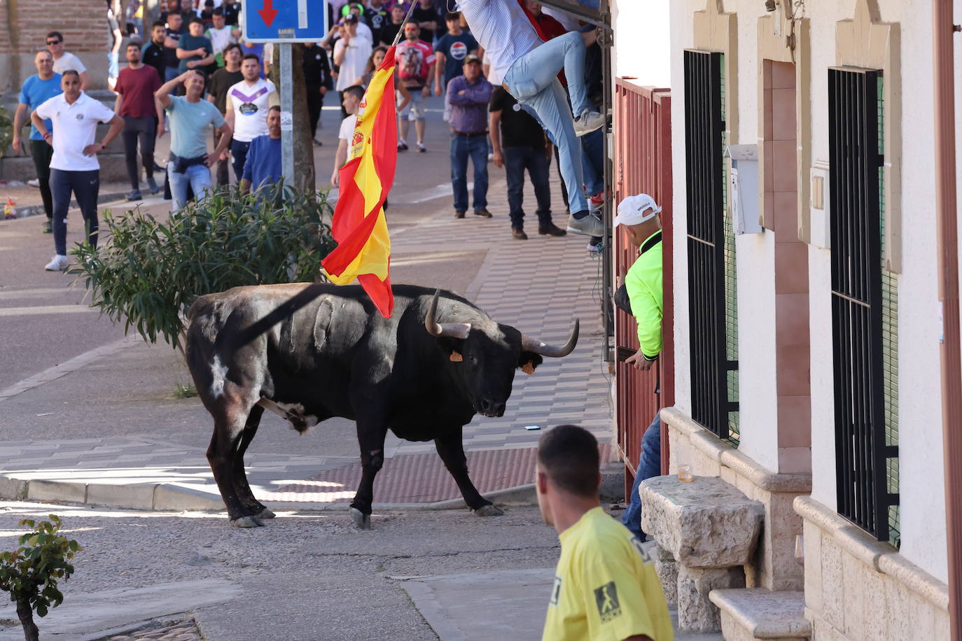 Las imágenes del Toro del Sarmiento en La Seca