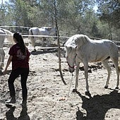 Herida una menor al caerse de un caballo en Ávila
