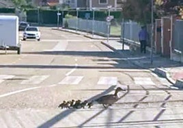 Los patos cruzan la calzada en una imagen tomada por la conductora.