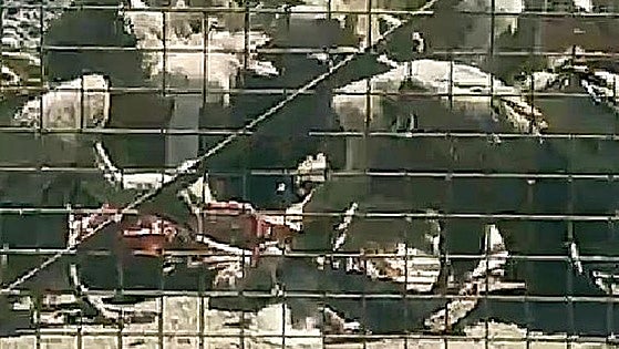 Una bandada de buitres devora un cerdo muerto en Tierra de Campos