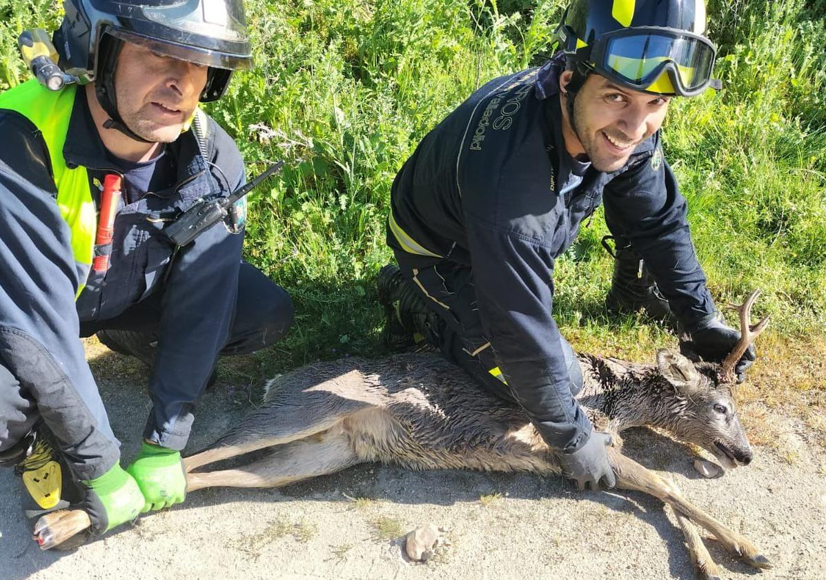 Bomberos que participaron en la intervención, con uno de los corzos rescatados.