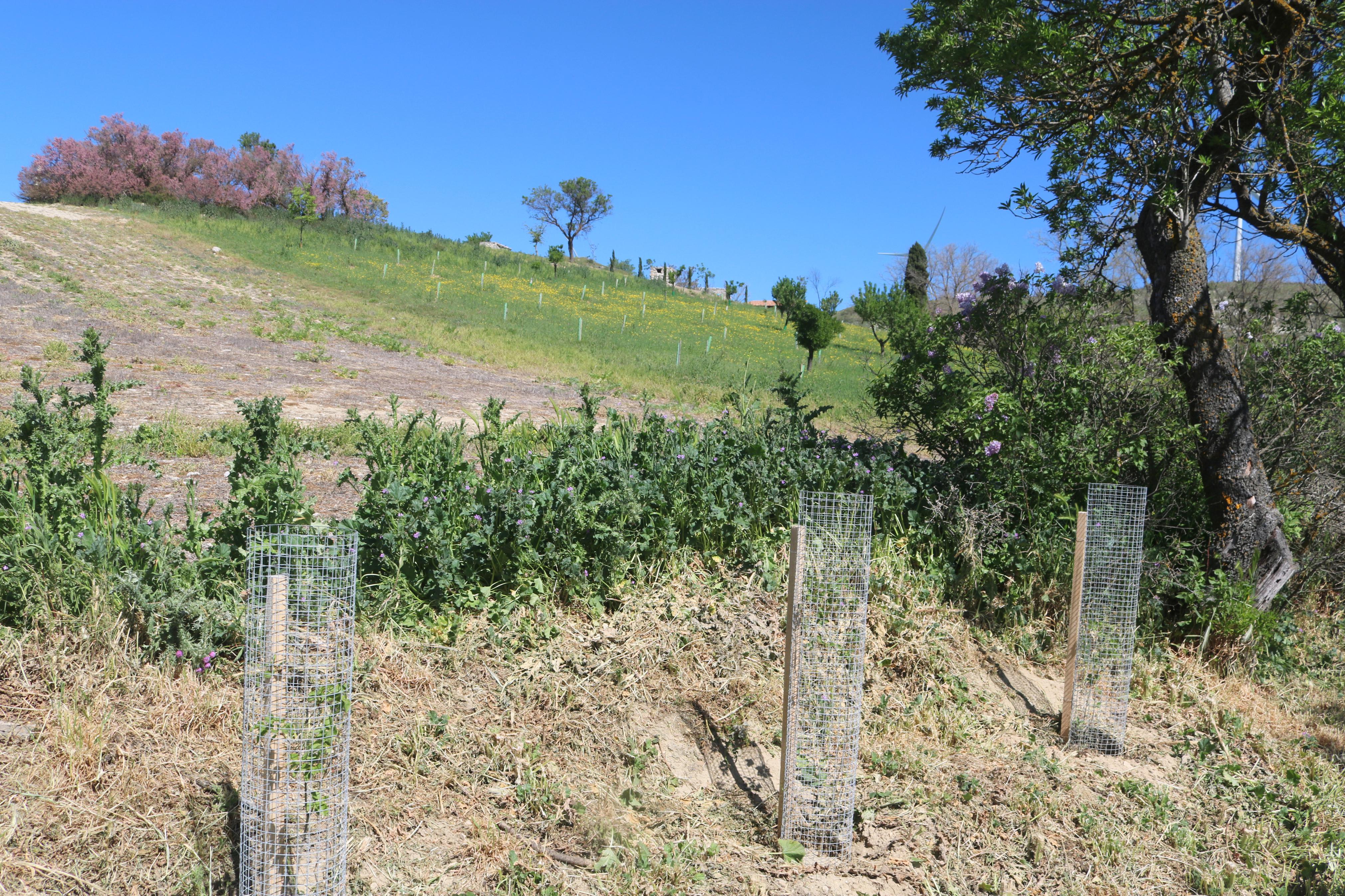 Pasear entre Lilas en Villaviudas