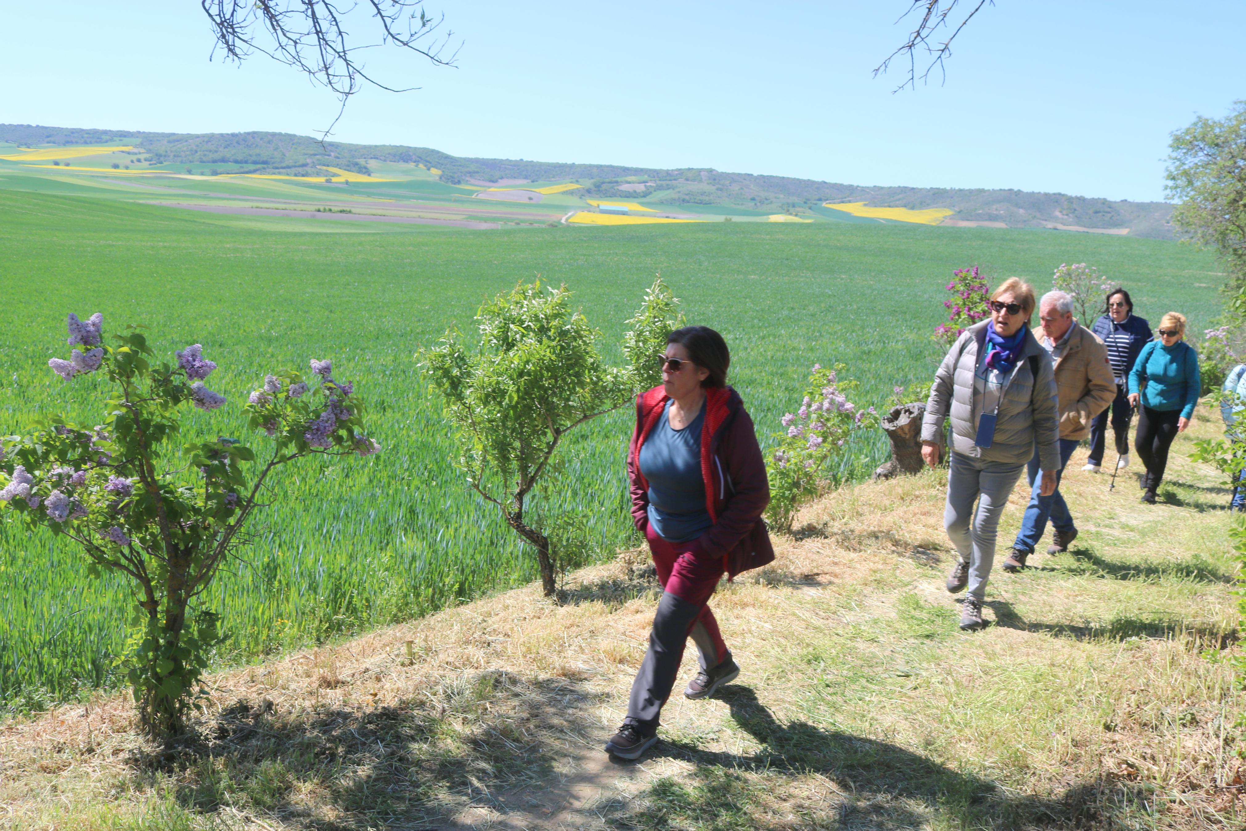 Pasear entre Lilas en Villaviudas