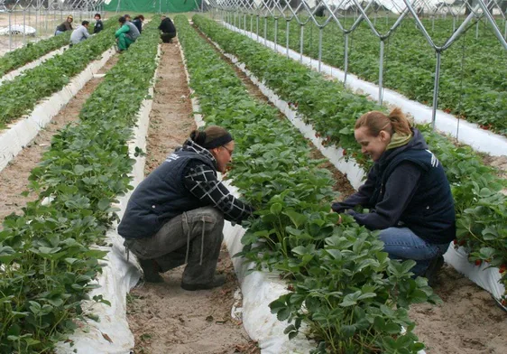 Un grupo de personas trabaja en un campo de recolección de fresa, en Cuéllar.