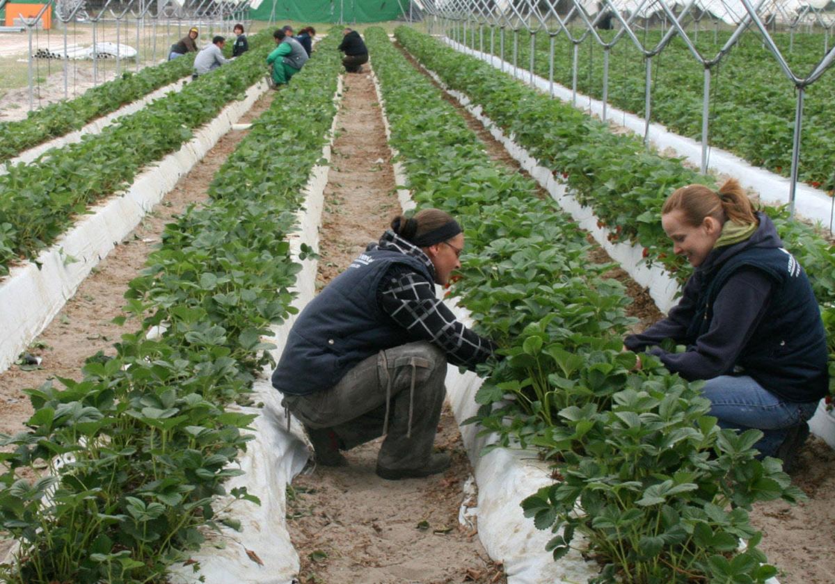 Un grupo de personas trabaja en un campo de recolección de fresa, en Cuéllar.