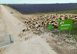 Planta solar Revilla Vallejera, refugio para la biodiversidad.