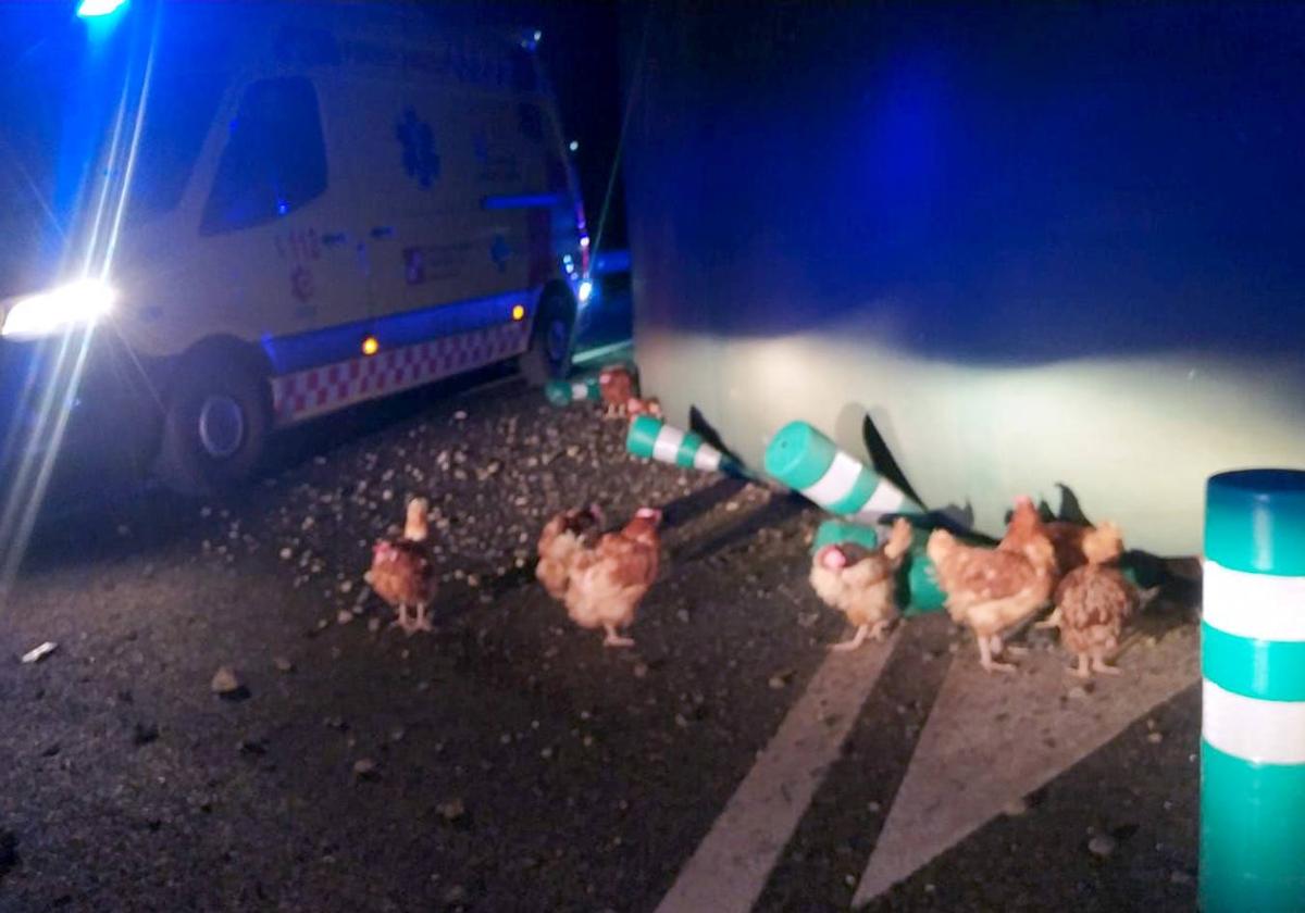 Las gallinas quedaron dispersas sobre el pavimento tras el vuelco.