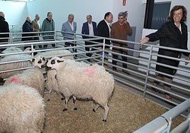 Visita inaugural a la feria de ganado churro.