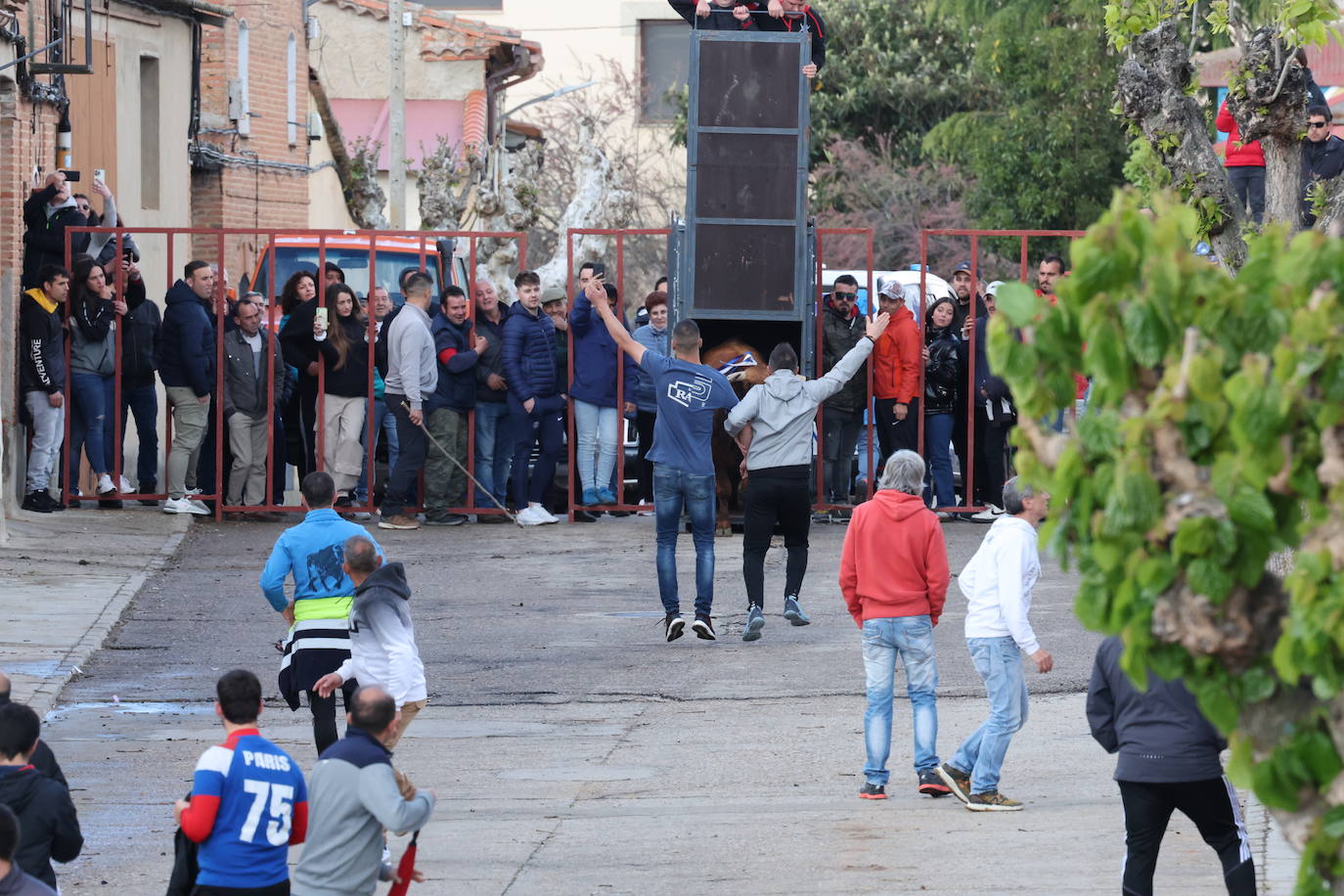 El encierro en San Román de Hornija, en imágenes
