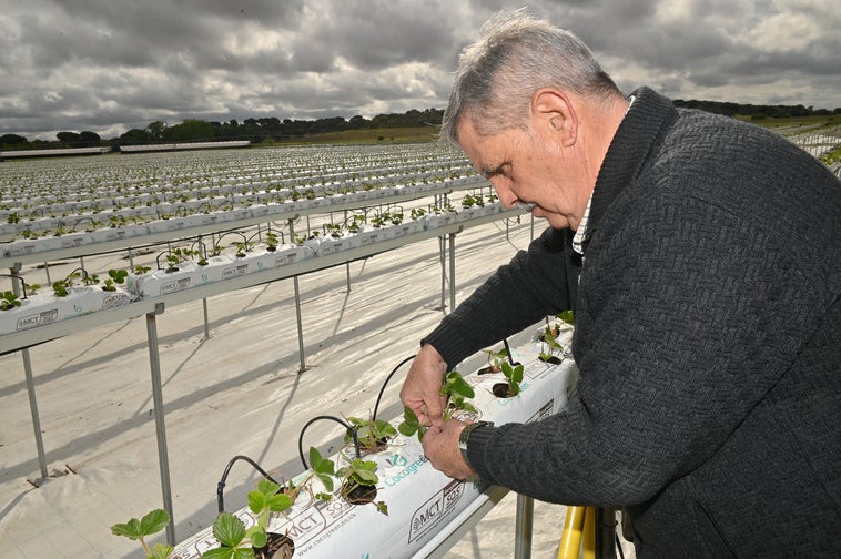 Emilio Bardón coloca una de las plantas de fresa del vivero.