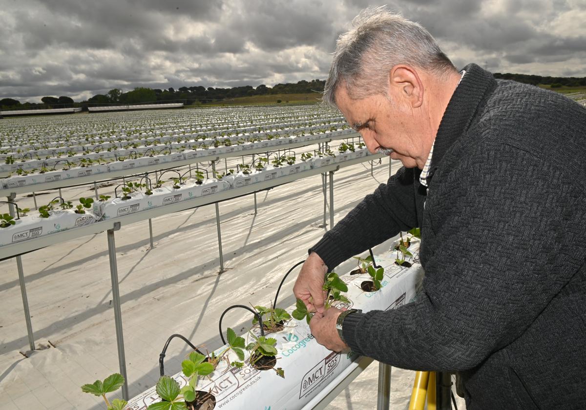 Fresas locales para Grecia y Latinoamérica: así se cultivan en Valladolid 120 millones de plantas