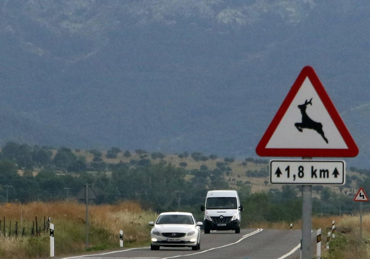 Soria contabiliza cuatro accidentes al día por la irrupción de animales