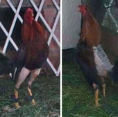 Rescatados seis gallos en Segovia que se usaban para peleas