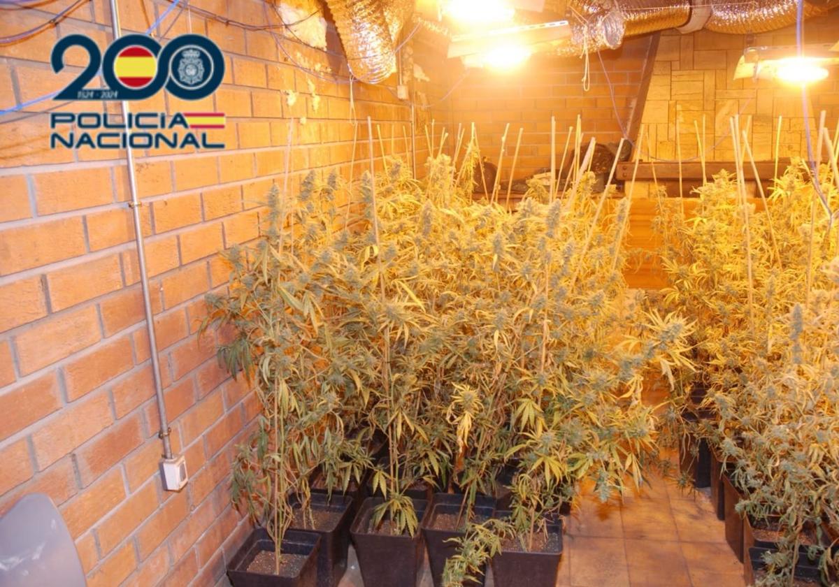 Plantas de marihuana incautadas durante la operación.